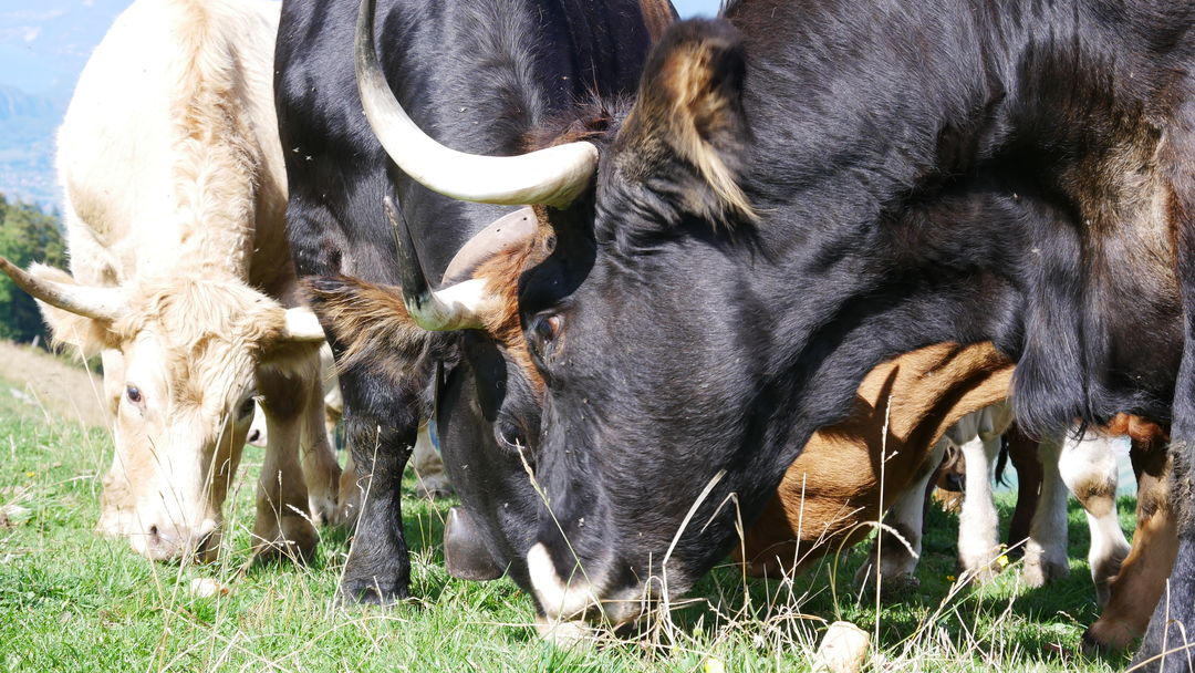 sarve septembre 2018 boeufs, sarve, septembre 2018