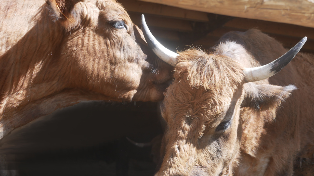 lua et delfeil, étable 2019 polles, boeuf 2019