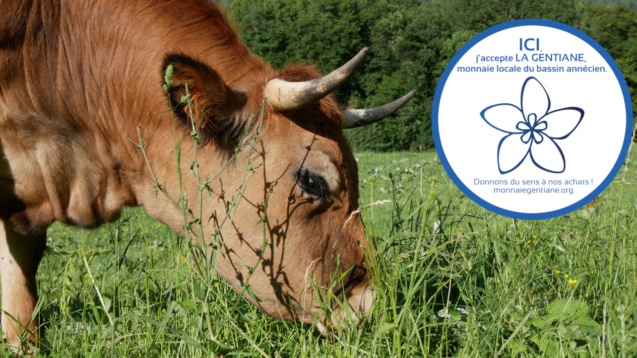 vaches, juin 2019 kanoun juin 2019