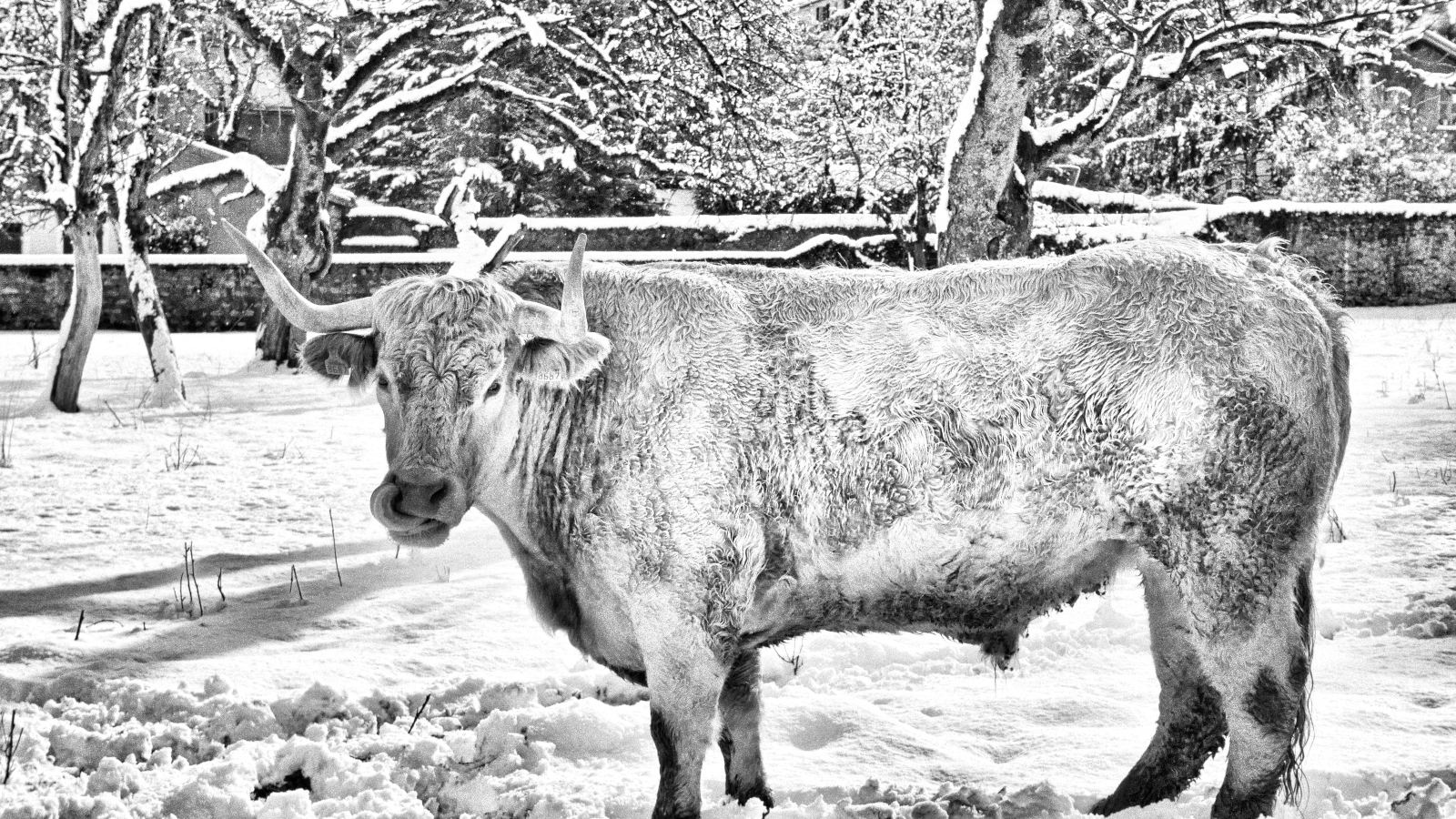 polles janvier 2019 polles, boeuf 2019