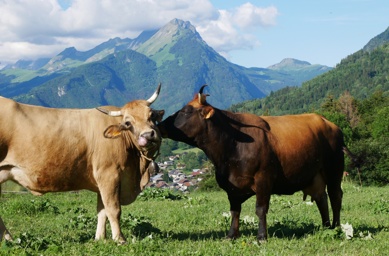 vaches, juin 2019 vaches juin 2019
